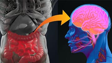 How Gut Health Influences Brain Inflammation and Neurological Disorders