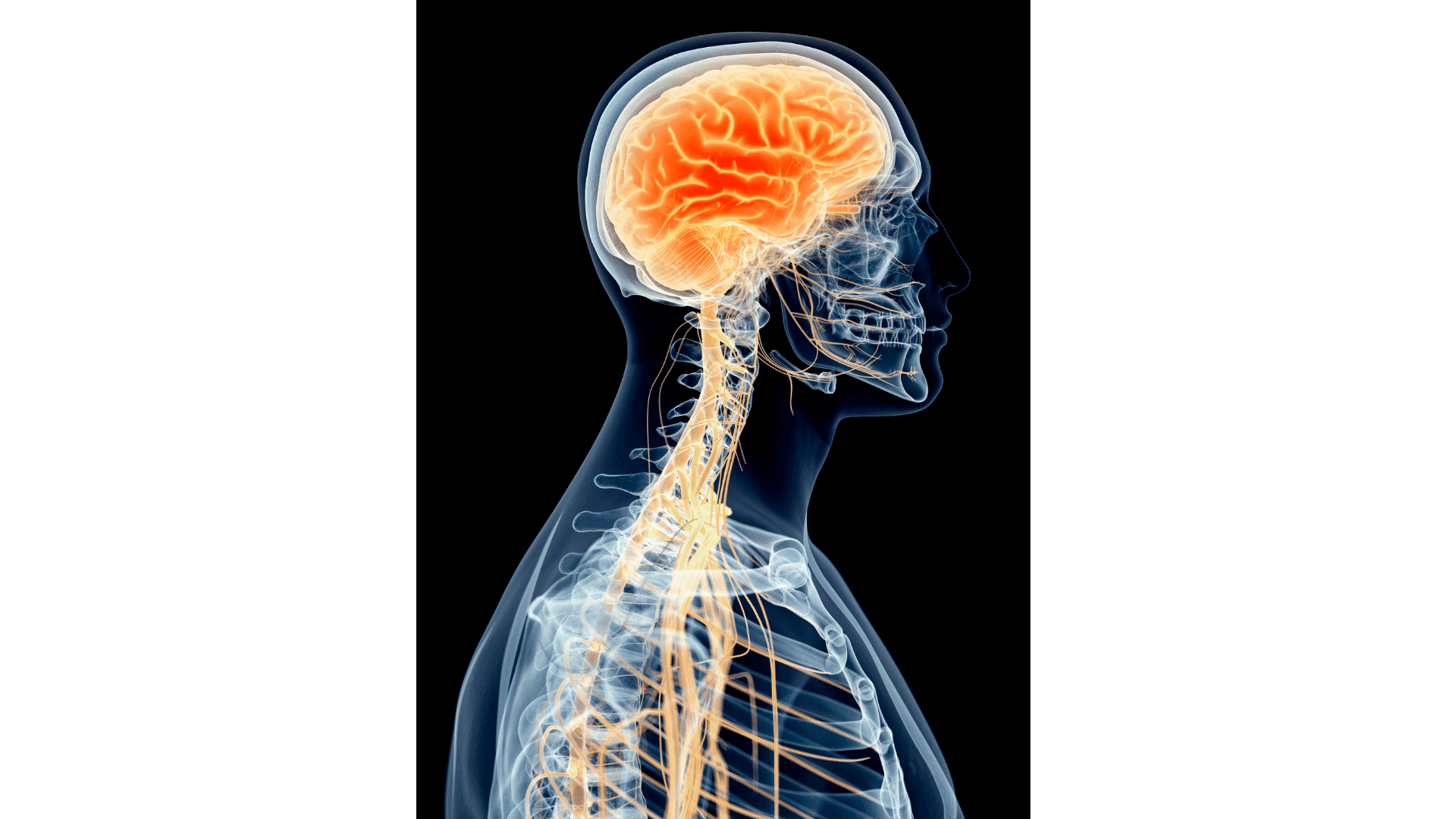 Can Water in the Brain Affect Day-to-Day Lives?