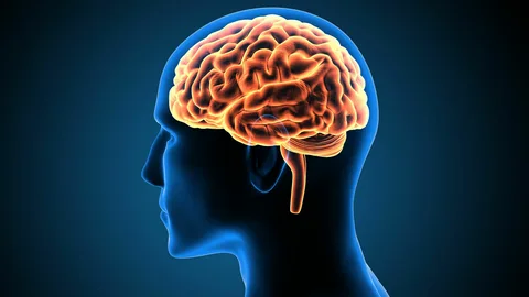 What Is a Shunt, and How Does It Help the Brain?